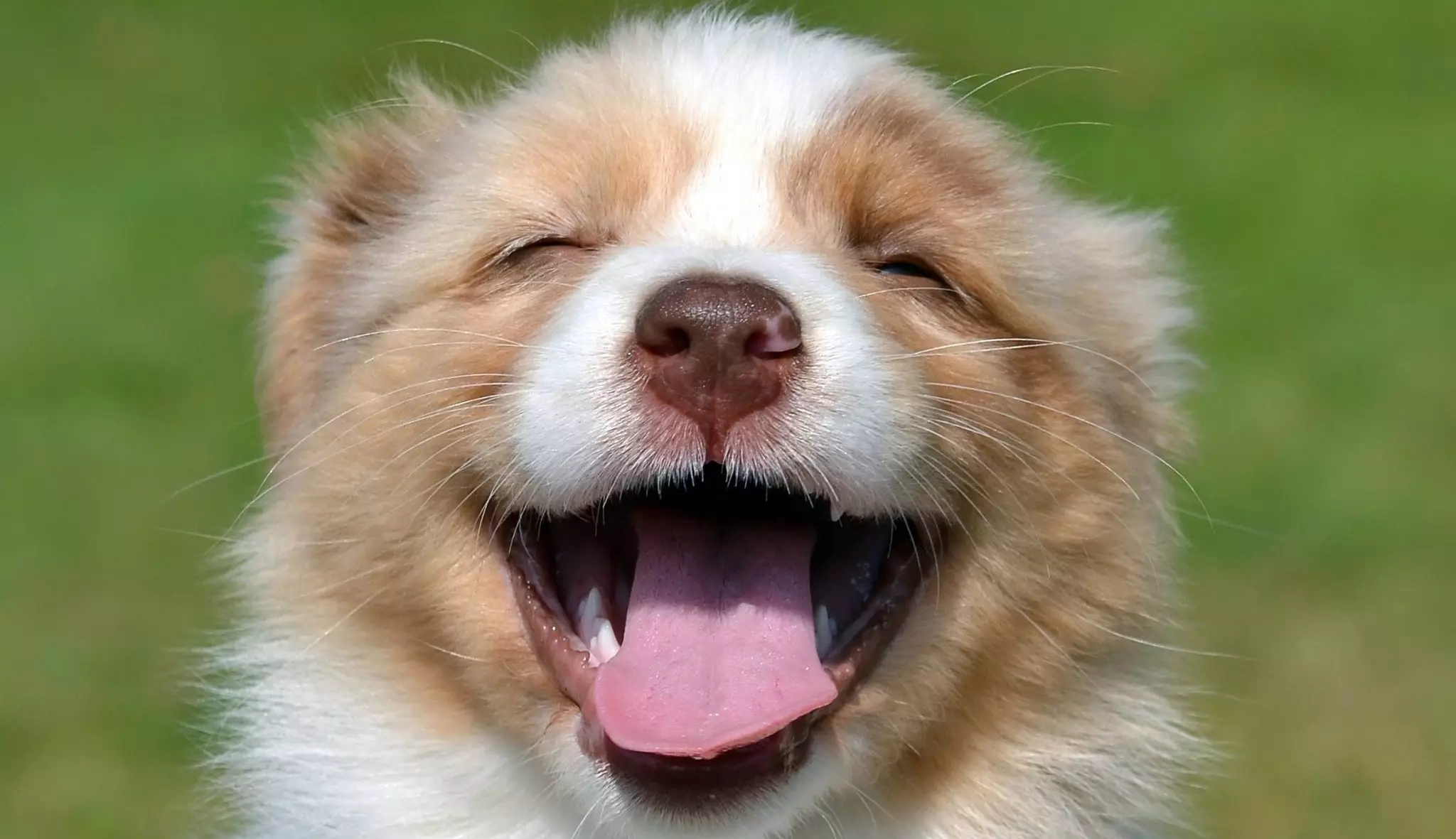hond