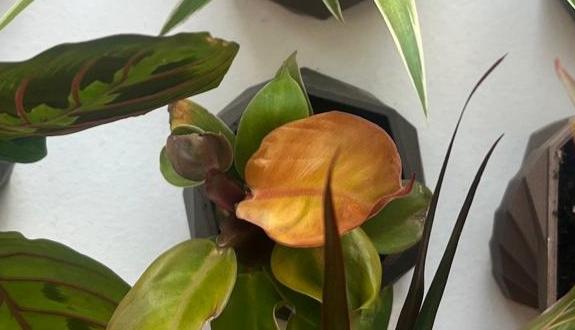 Showroom image